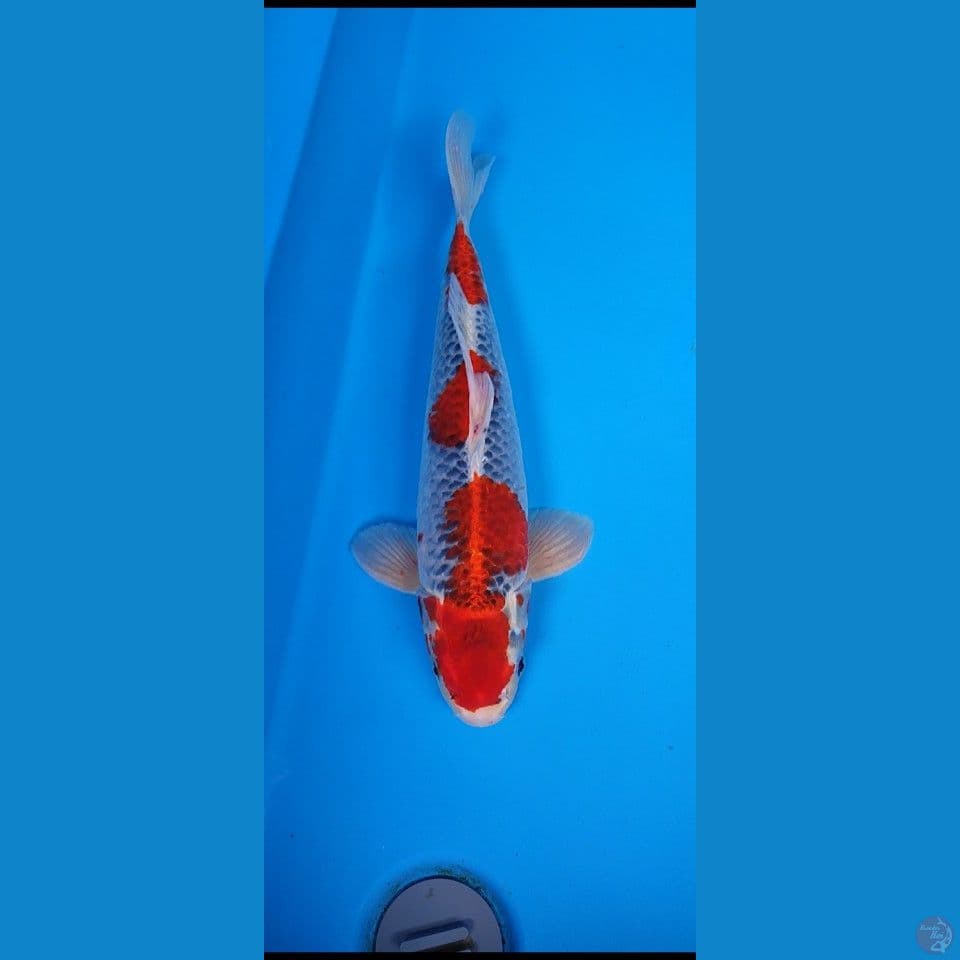 Gosiki male 40bu original