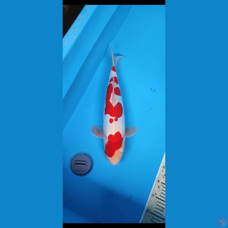 Doitsu kohaku murni 45cm