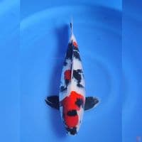 KINDAY SHOWA - 36CM male 
