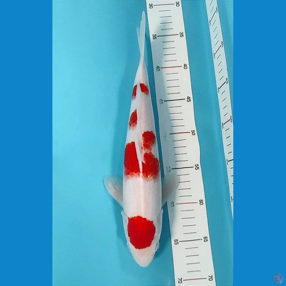 original maruten kohaku 34cm