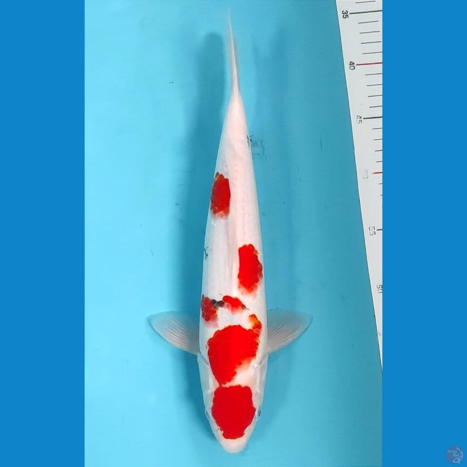 sanke original 35cm