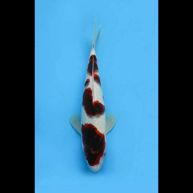Goromo Good Patern 27cm 