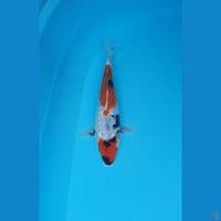showa ginrin 20cm