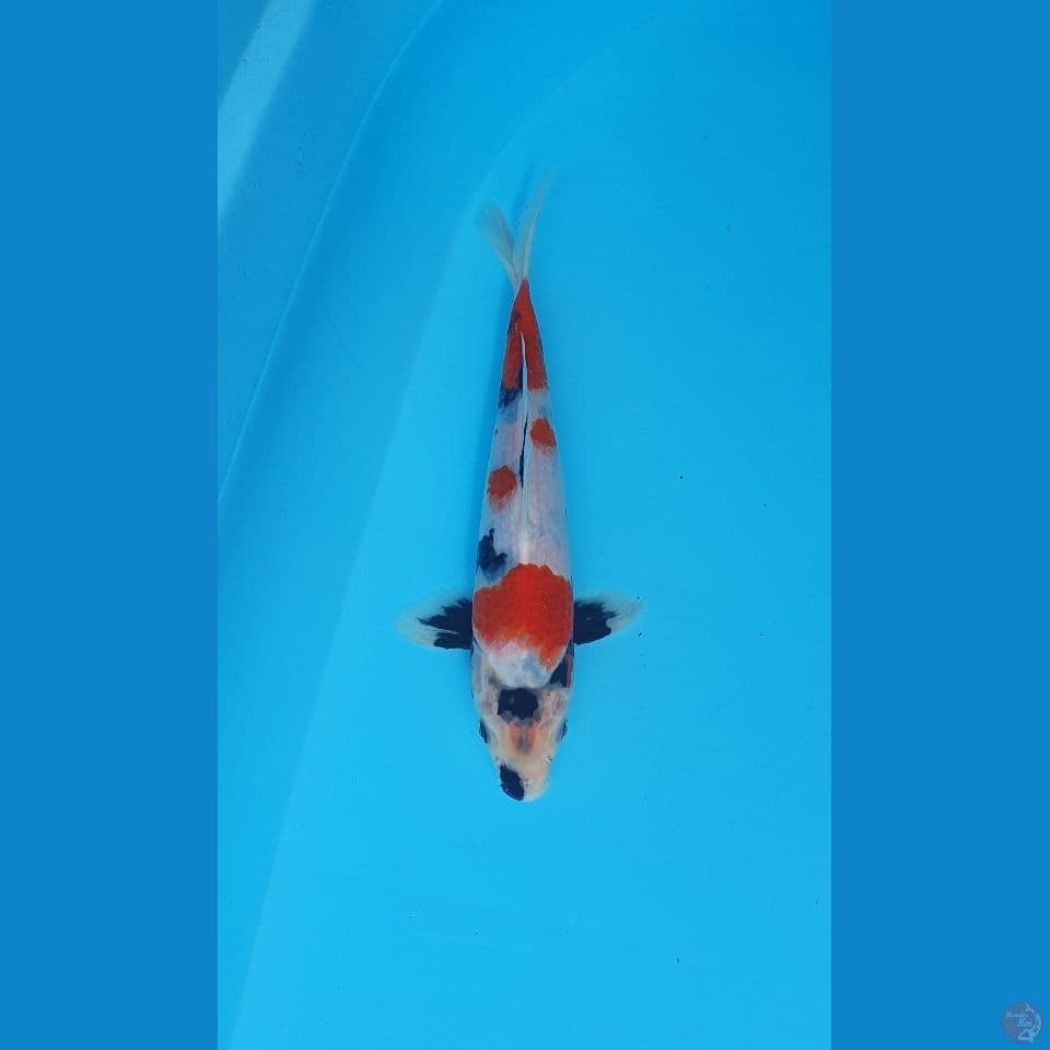 showa 21cm