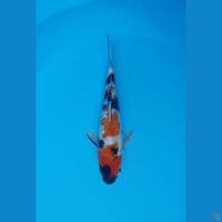 showa ginrin 23cm