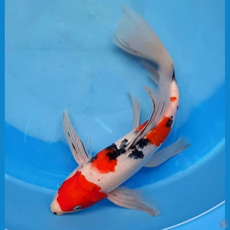 SANKE KUMPAI 33CM MALE