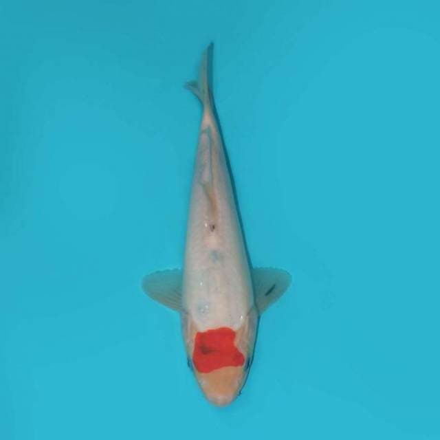TANCHO 22 CM