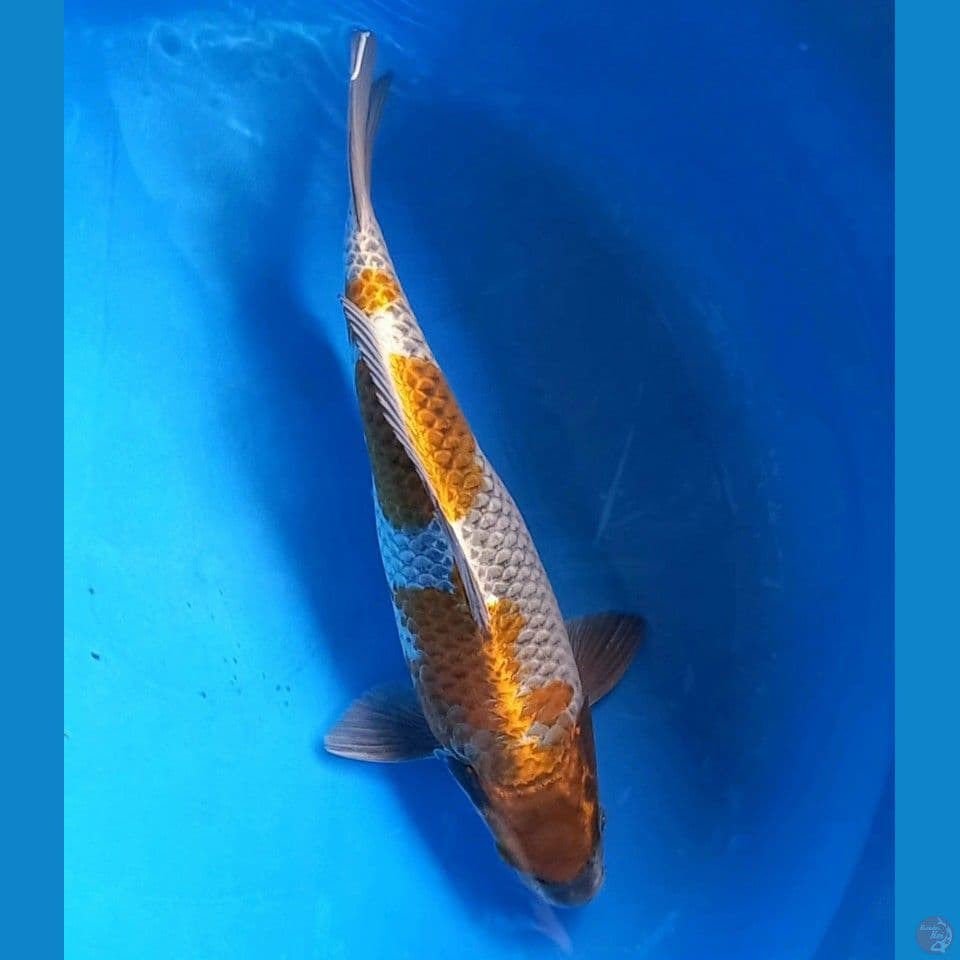 KOGANE OCHIBA 35CM MALE