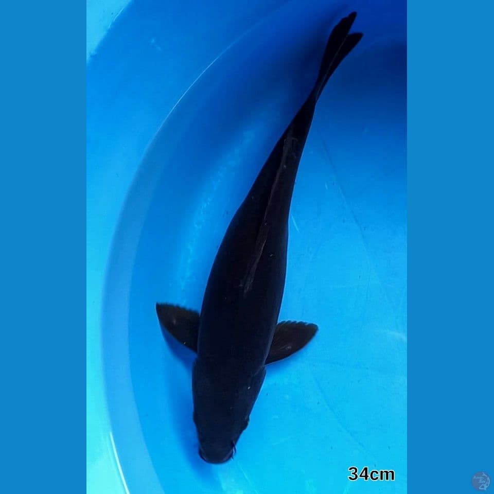 KARASHU 36CM