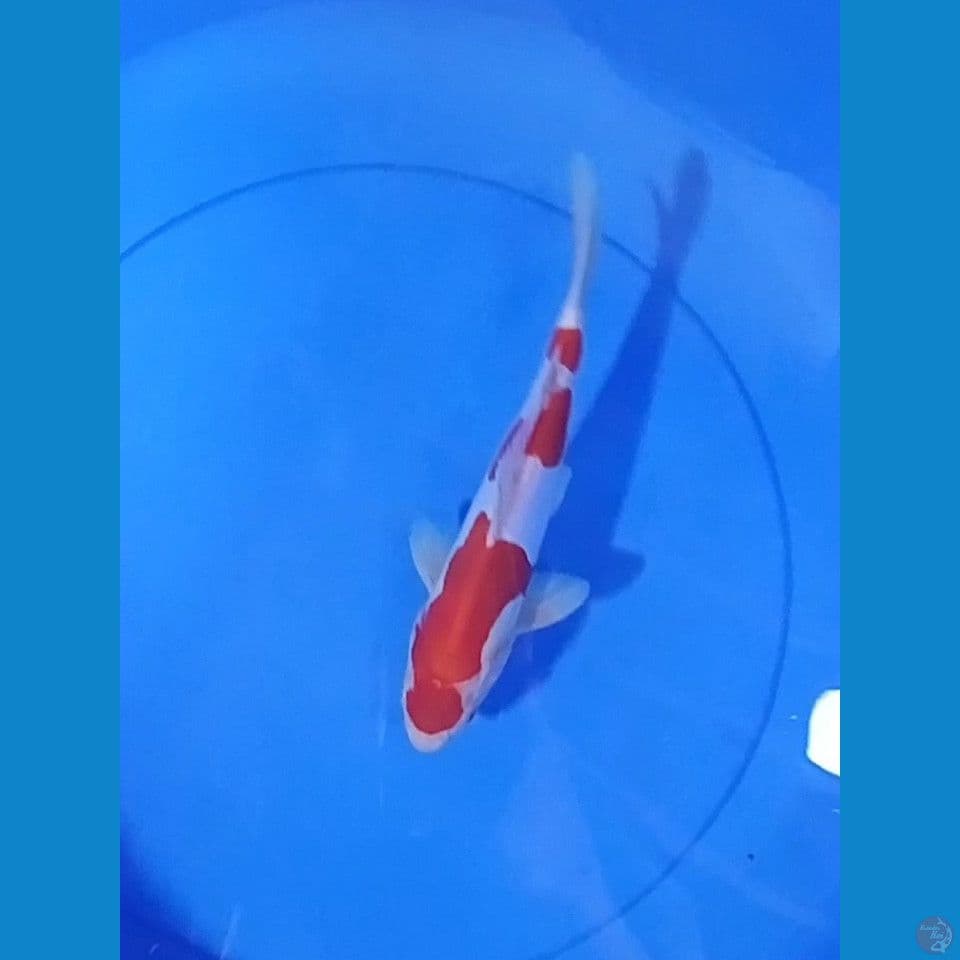 KOHAKU DOIT 25 CM