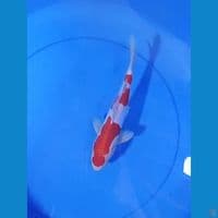 KOHAKU DOIT 25 CM
