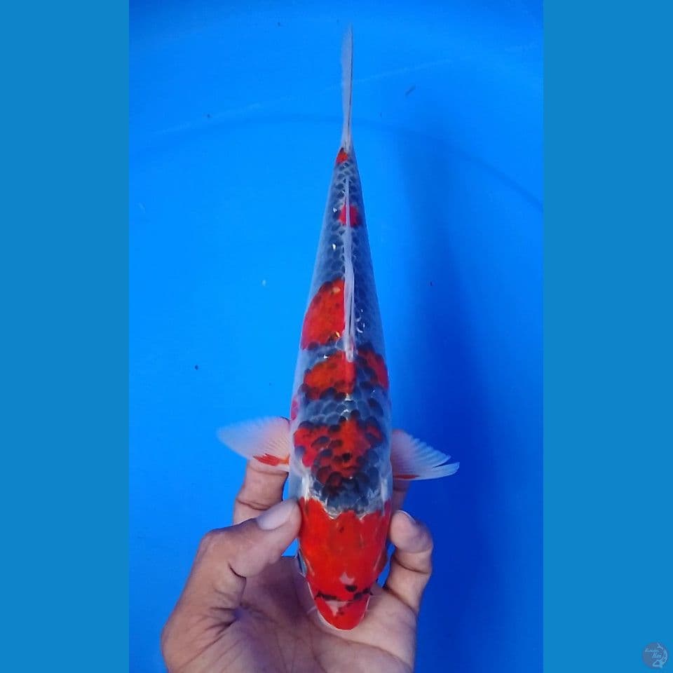 goshiki dize : 24 cm