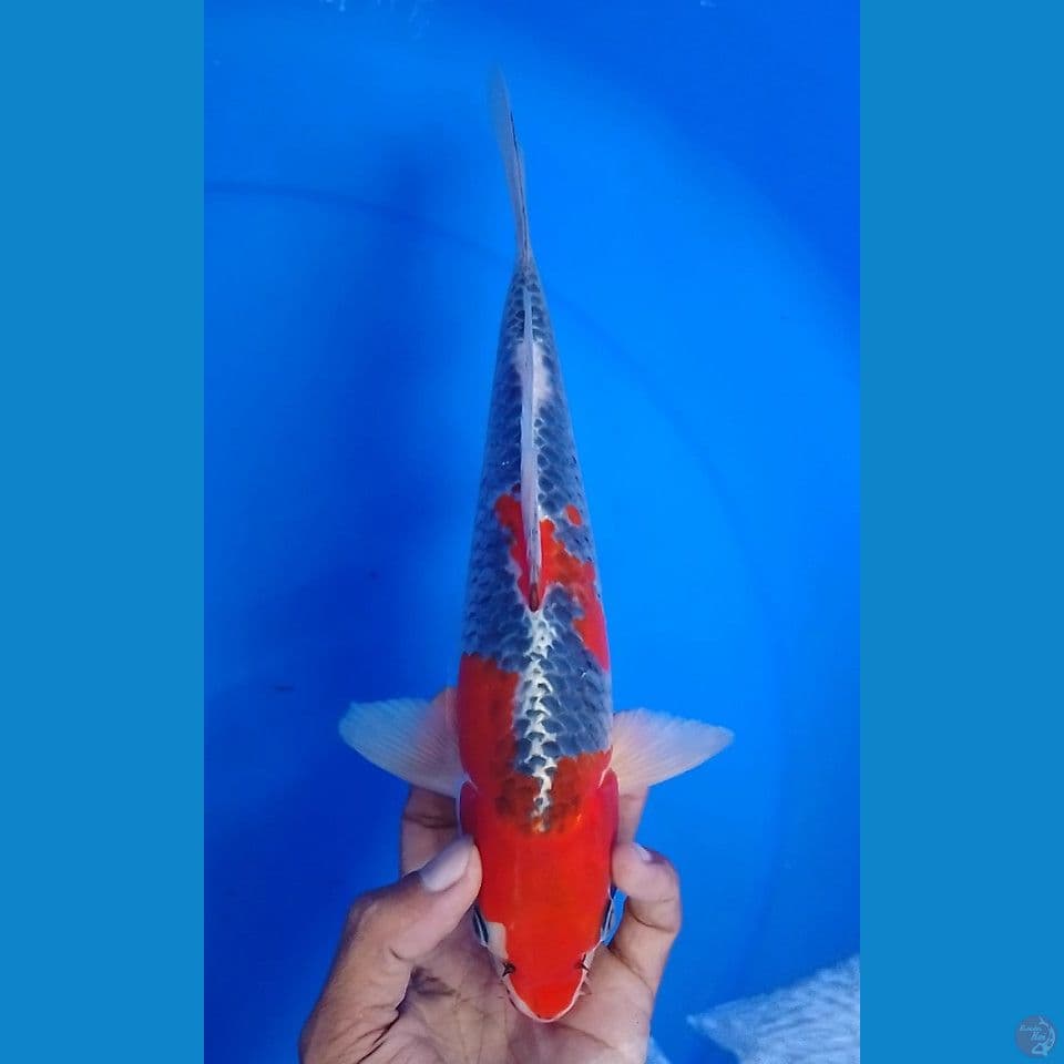 goshiki size : 27 cm.m