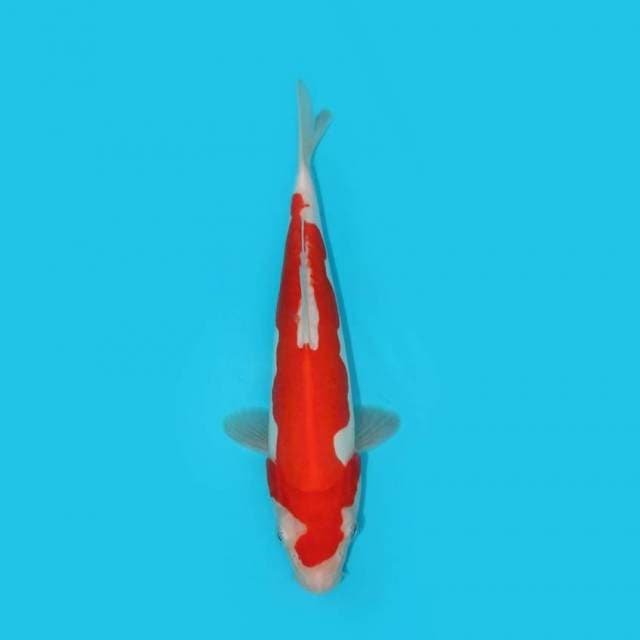 KOHAKU DOITSU 24 CM