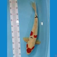 MARUTEN DOITSU 48 CM