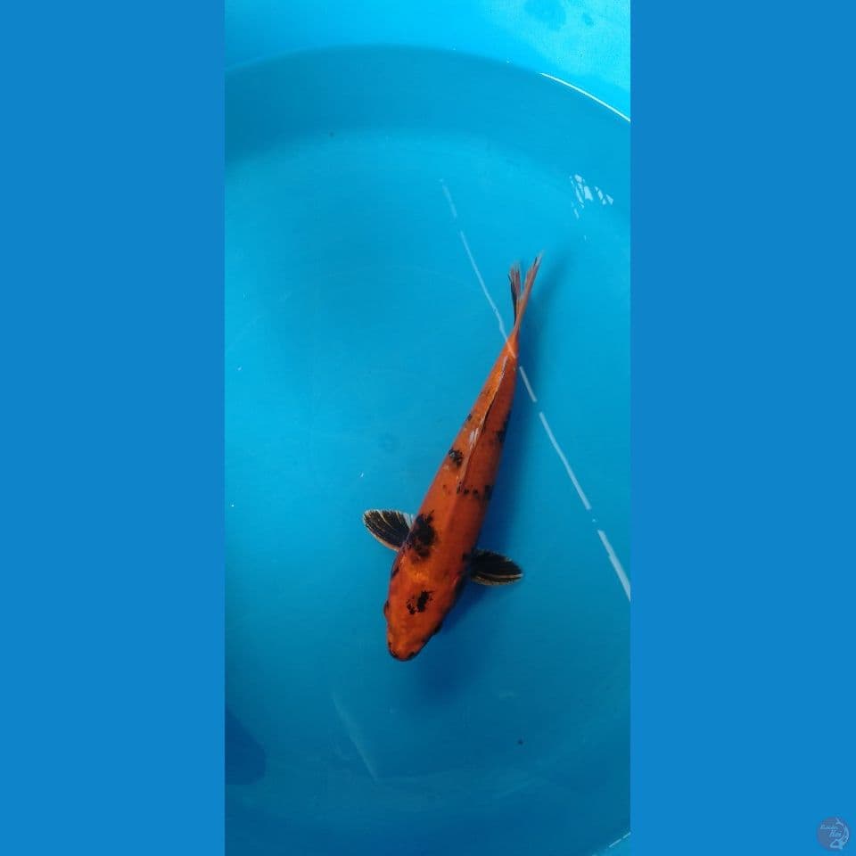 hikari utsurimono 29cm