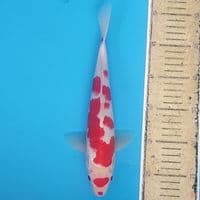 Matuten Kohaku ~28 M