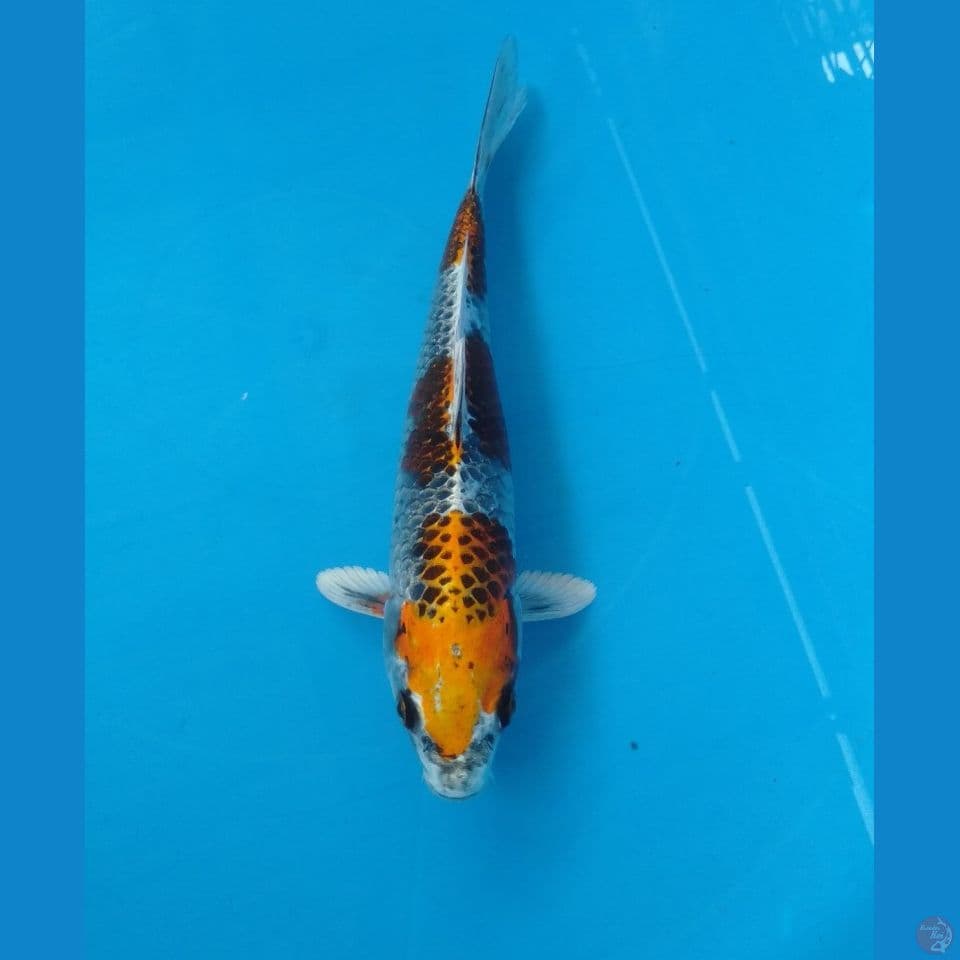 kujaku 24cm