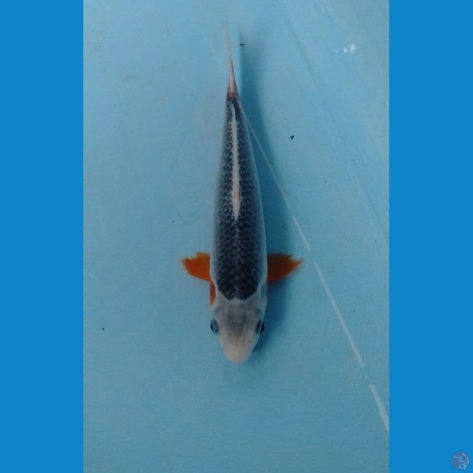 asagi 22cm