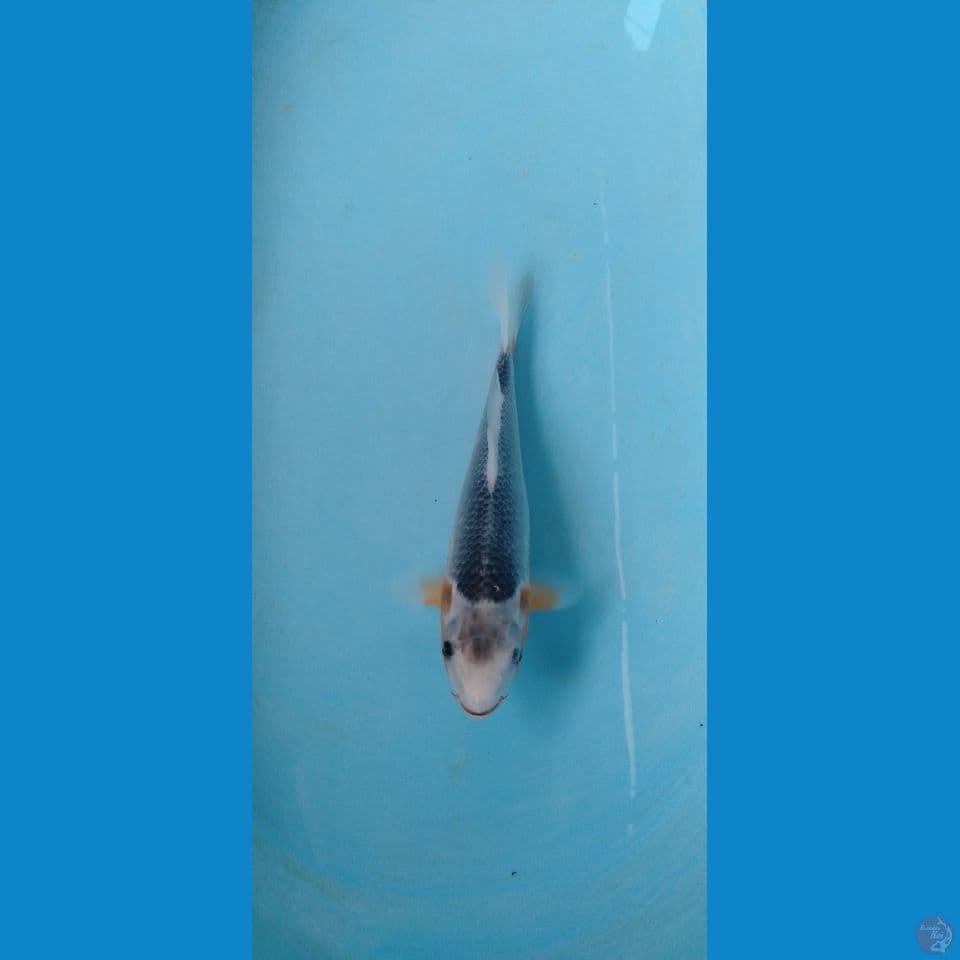 asagi 26cm