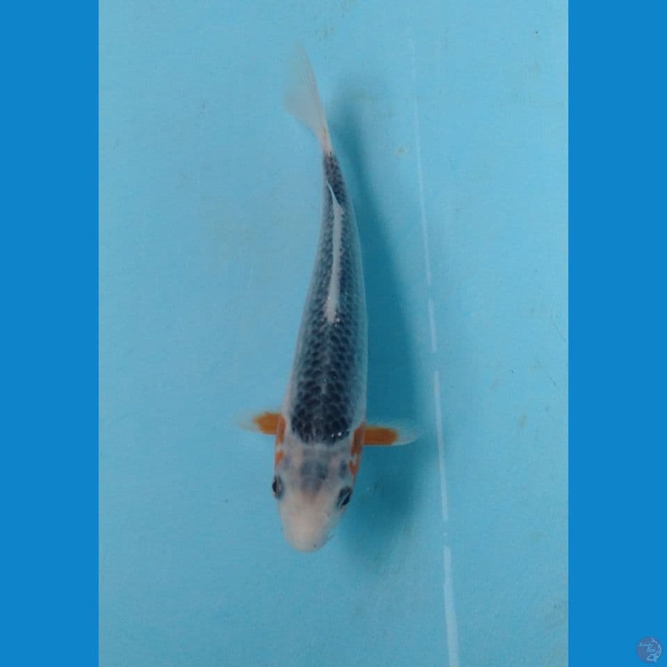 asagi 20cm