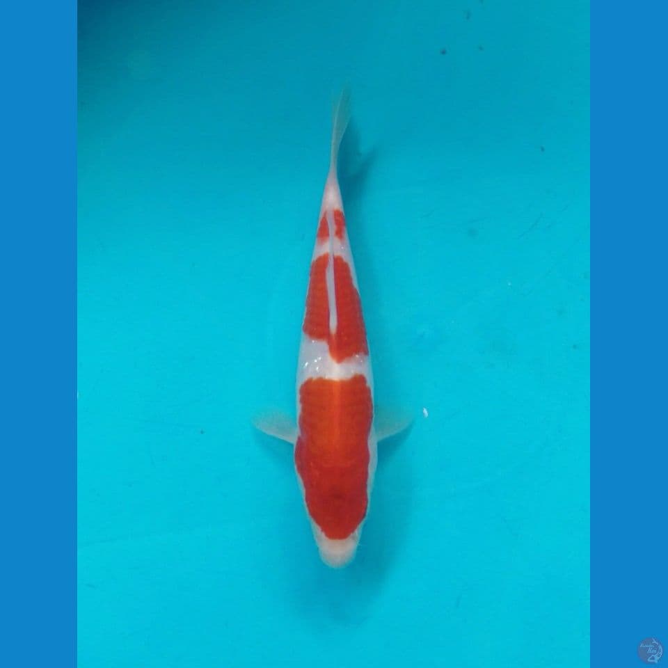 kohaku 15cm