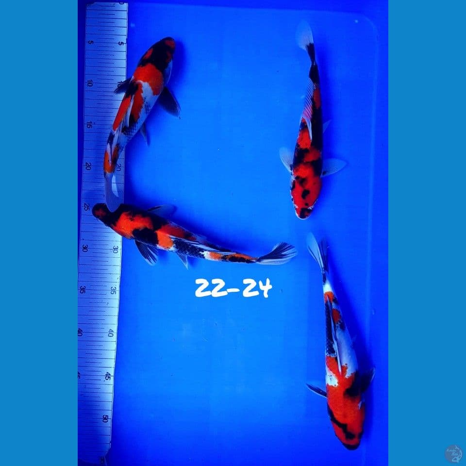 22-24 PAKET SHOWA ORIGINAL