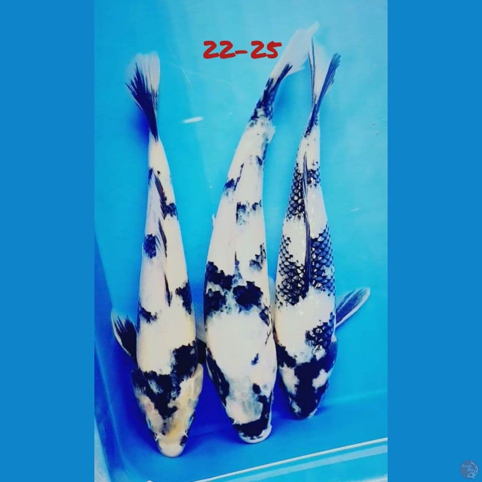 22-25 PAKET SHIRO (Sisik & Ginrin)