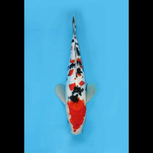Red Sanke Doitsu 30cm 