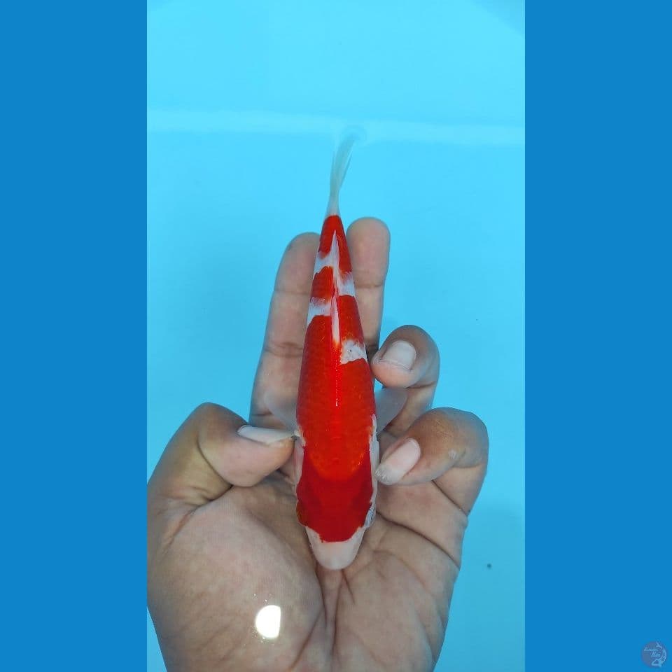kohaku 16cm