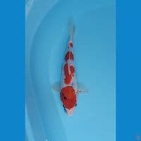showa tategoi 23cm