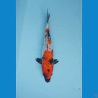 showa ginrin 23cm
