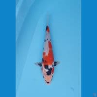 showa tategoi 27cm