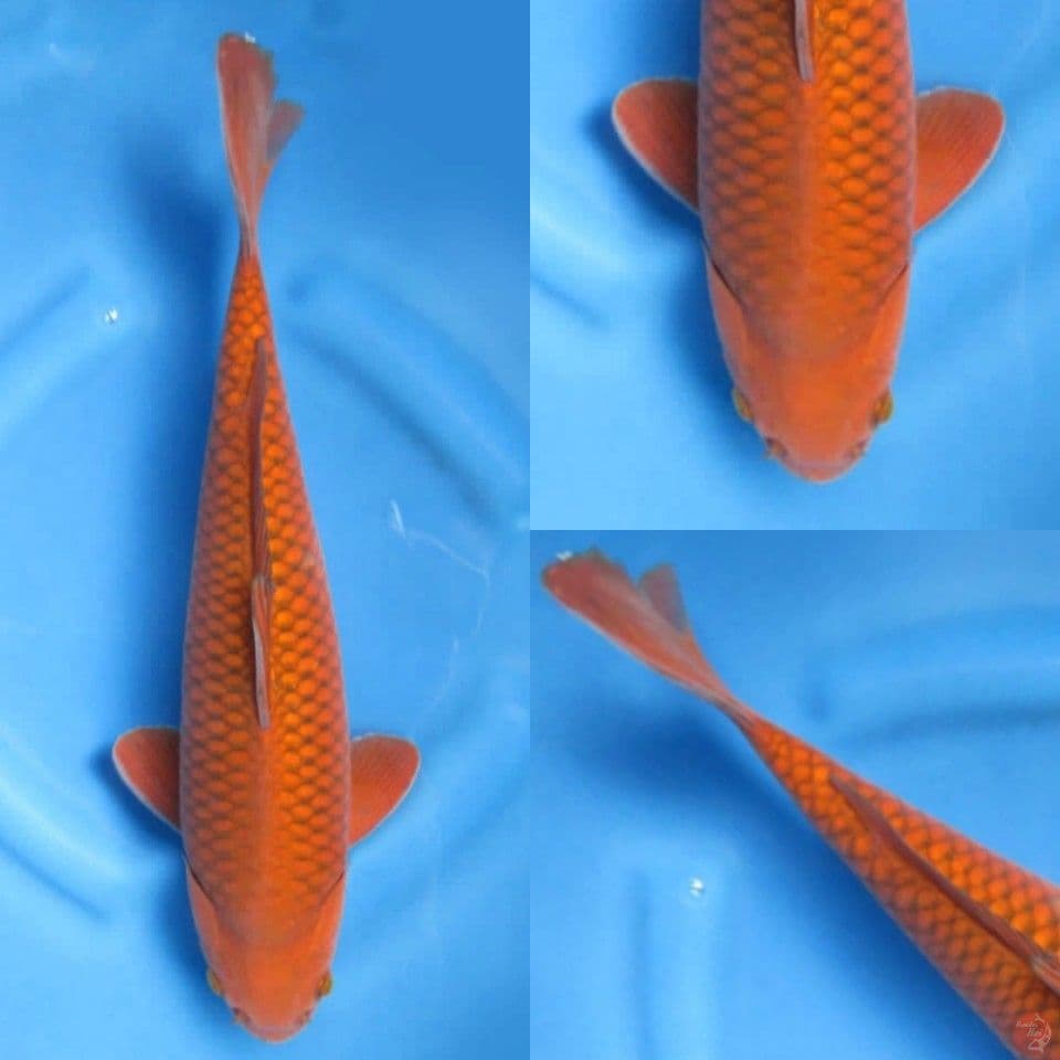 42cm, Super chagoi tembaga jinak