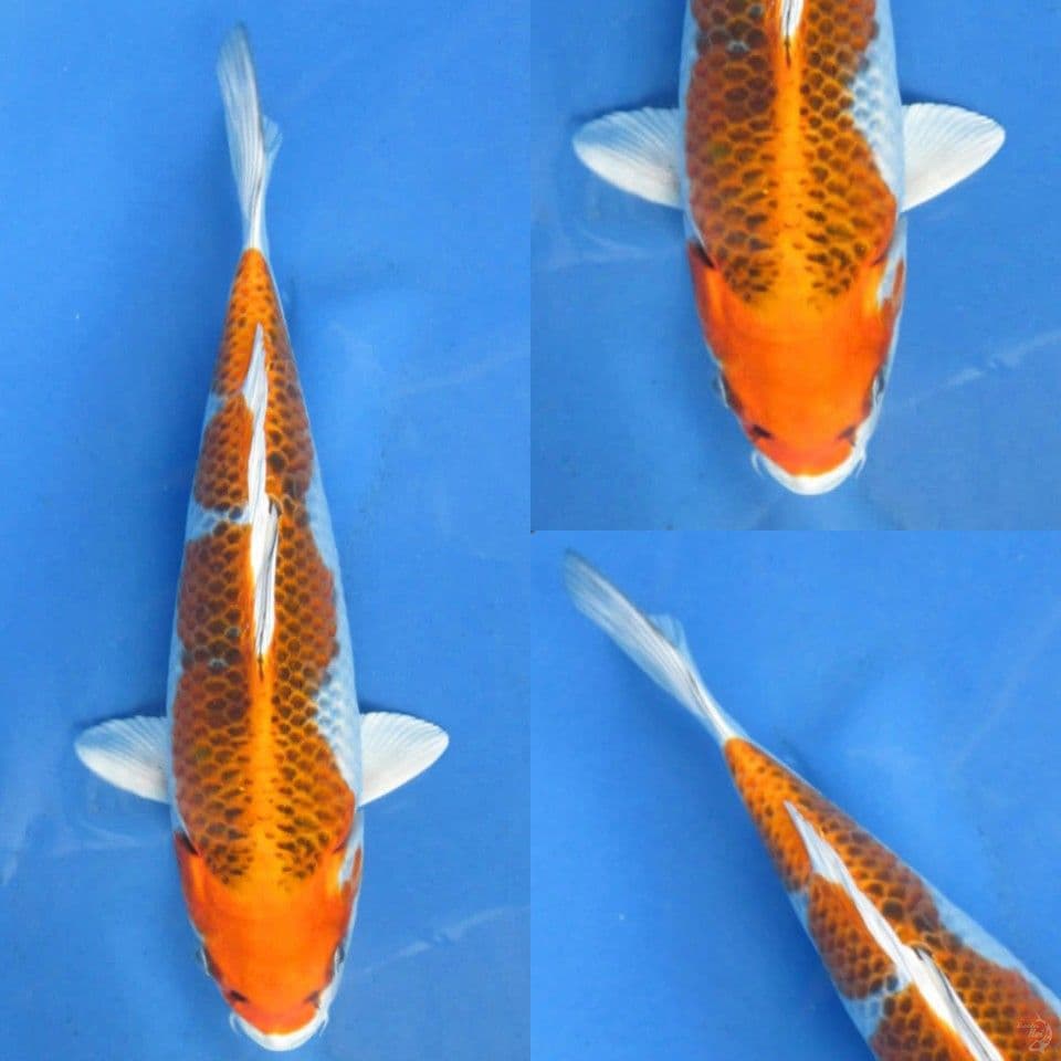 28cm, Kujaku omoyo