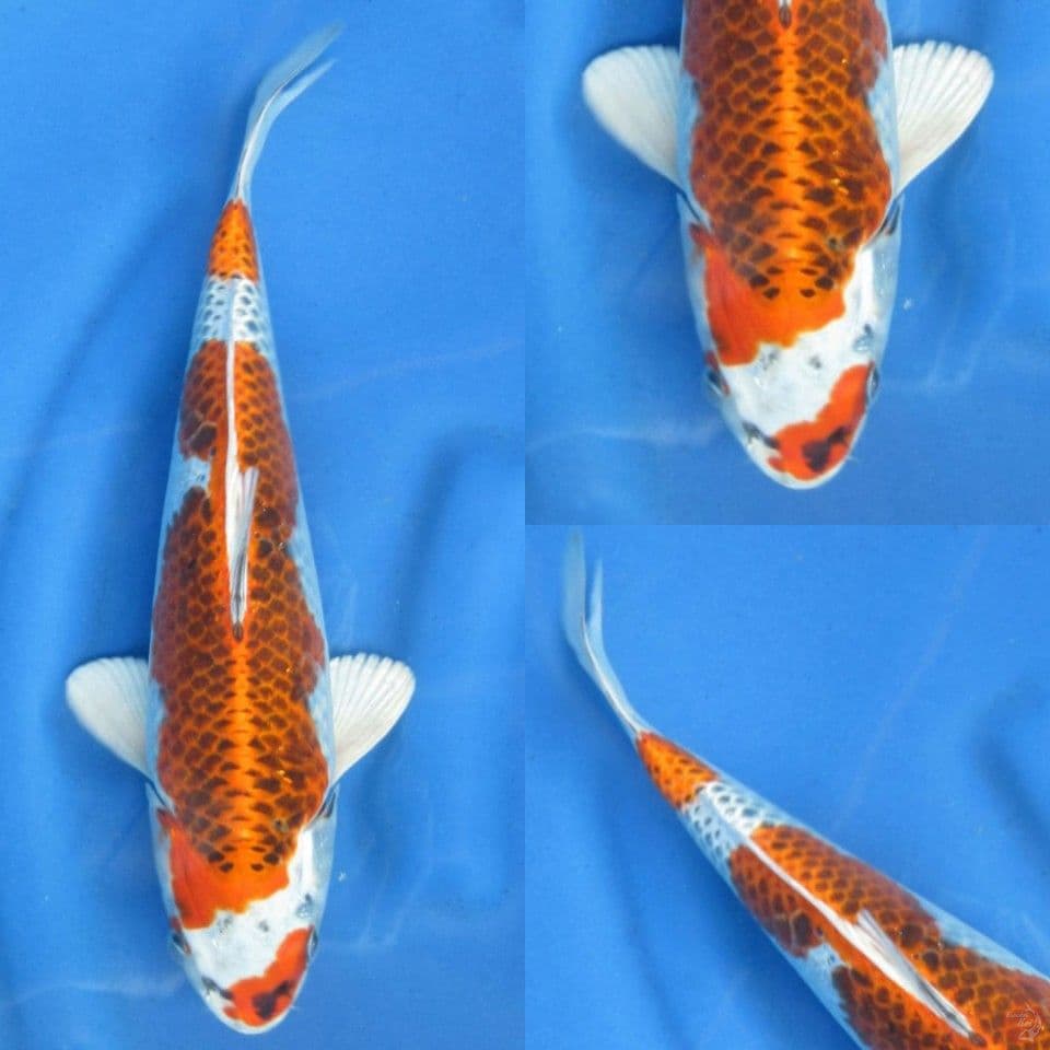 35cm, Kujaku kucibeni