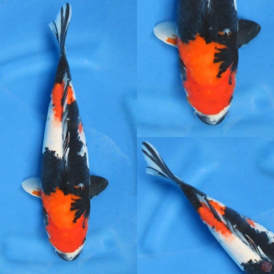 34cm, Showa short body