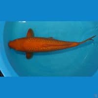 RedKarasi 45cm Mata Merah (by Madina Aziz)