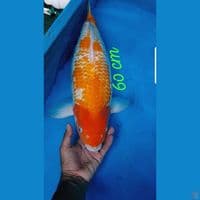 KANOKO CORN 60 CM BODY BADAK