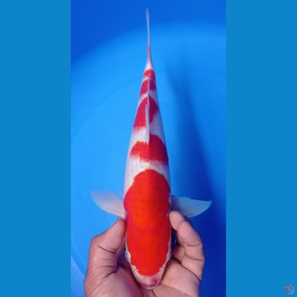 KOHAKU 34