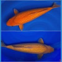 50bu all male (gindrin)