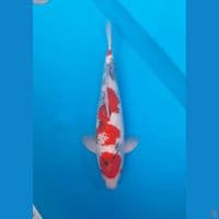 maruten showa tategoi 44 cm male original