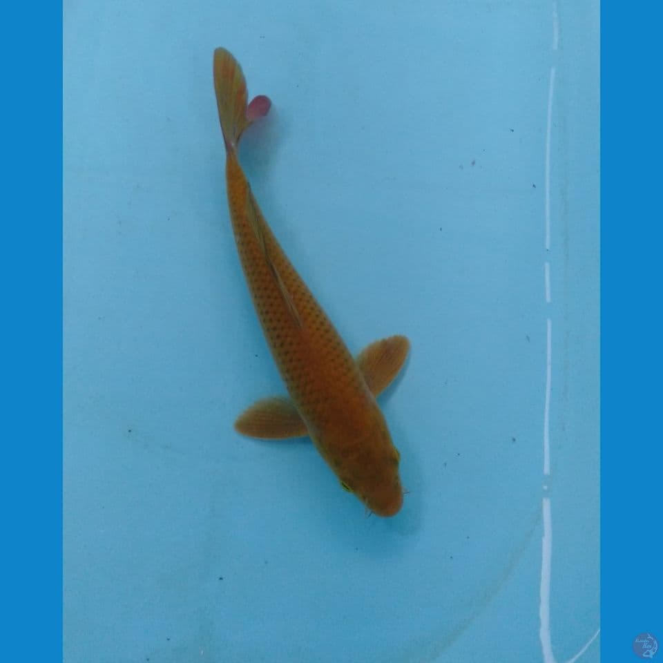 midori 23cm