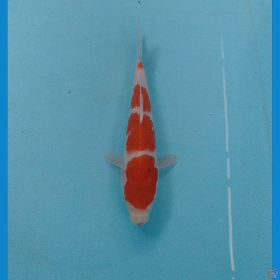 kohaku 20cm