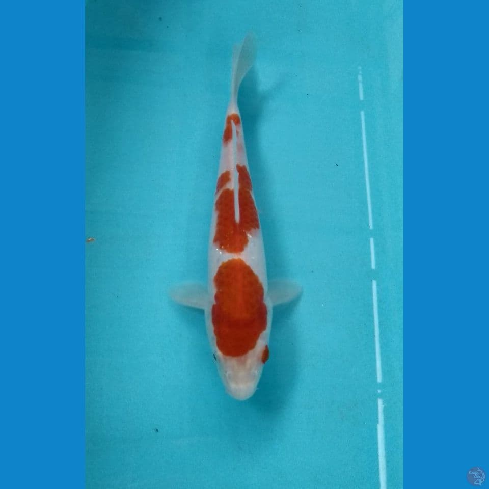 kohaku 23cm
