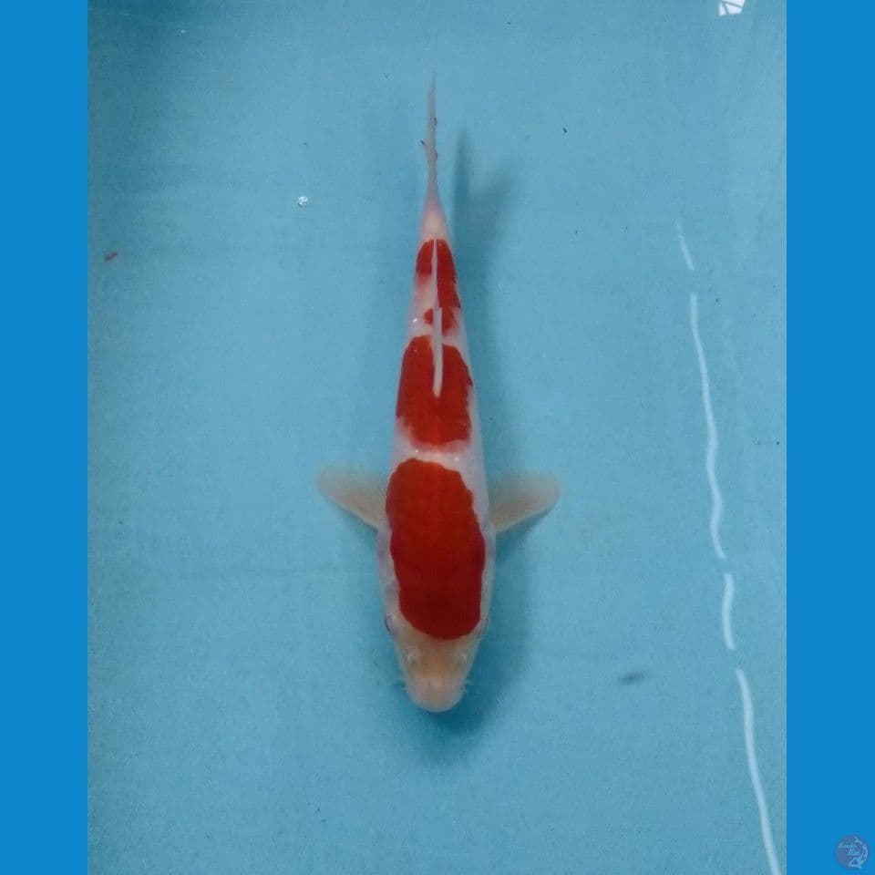 kohaku 22cm