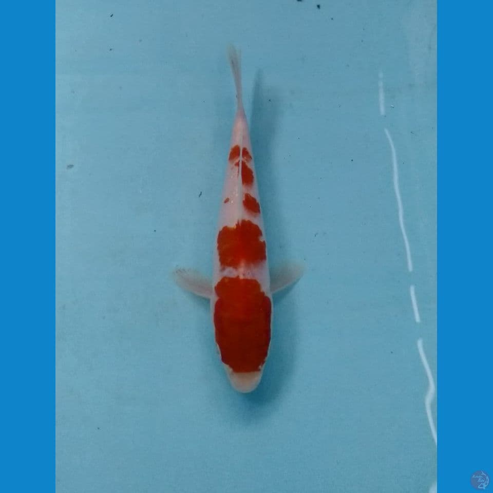 kohaku 17cm