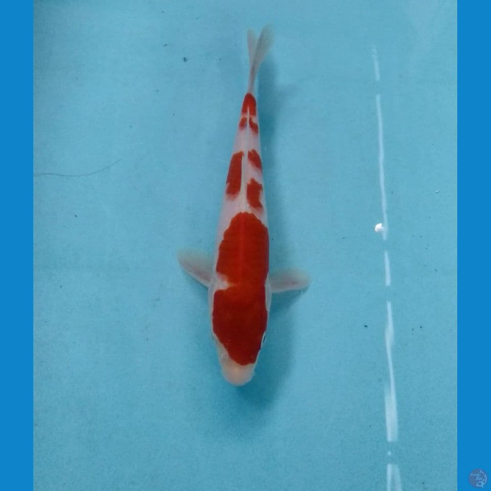 kohaku 20cm