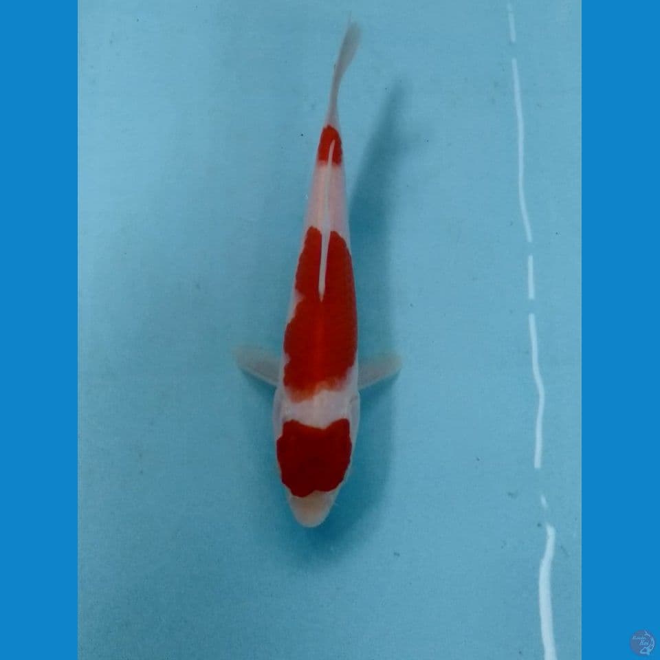 kohaku 18cm