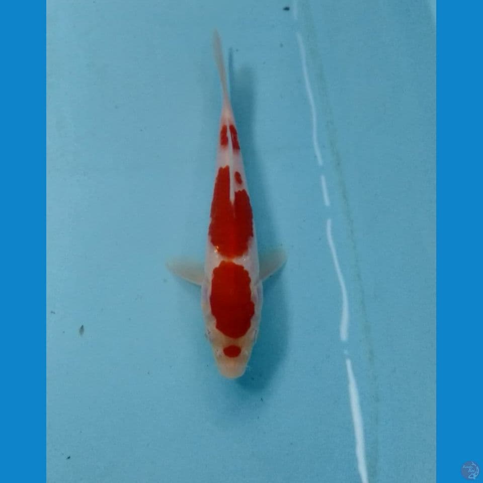 kohaku 17cm